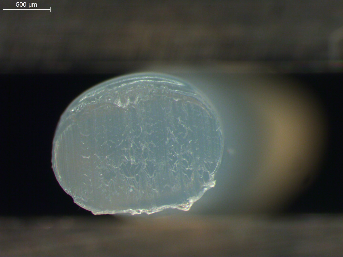 Cross-section of Nylostab S-EED masterbatch granules polyamide 6