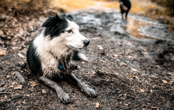 Clariant-Image-Genapetics-Formulation-Detox-Cleansing-for-adventurous-dogs 2020