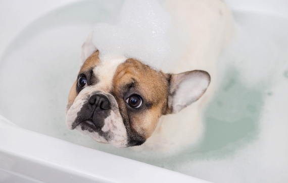 Clariant-Image-Genapetics-Formulation-Gentle-Puppies-Co-Wash 2020