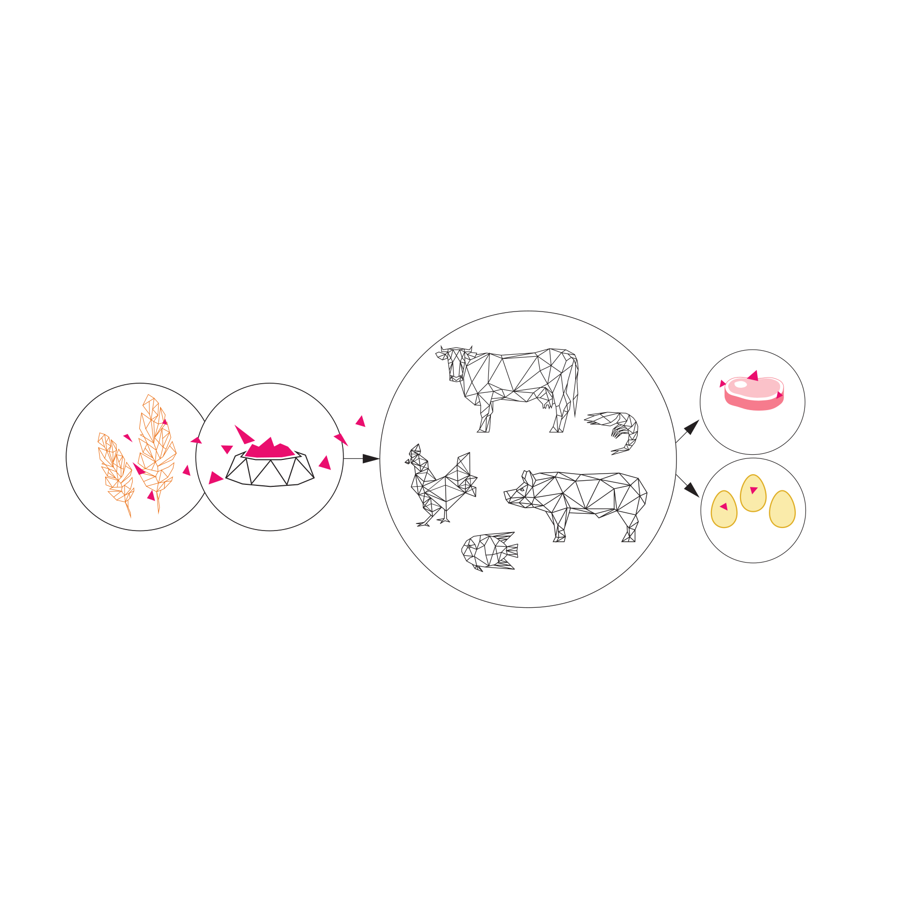 Mycotoxin cycle from feed to meat and dairy products. Mycotoxin cycle from feed to meat and dairy products.