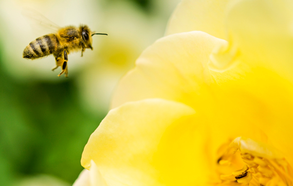 The image shows a close-up of a bee in flight approaching a large yellow flower. The background is blurred with green and yellow hues, emphasizing the bee and the flower. The bee appears to be in the process of pollination or gathering nectar.
