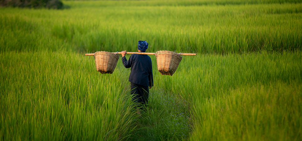 生物质废料是否有助于提高生产效率和循环性？