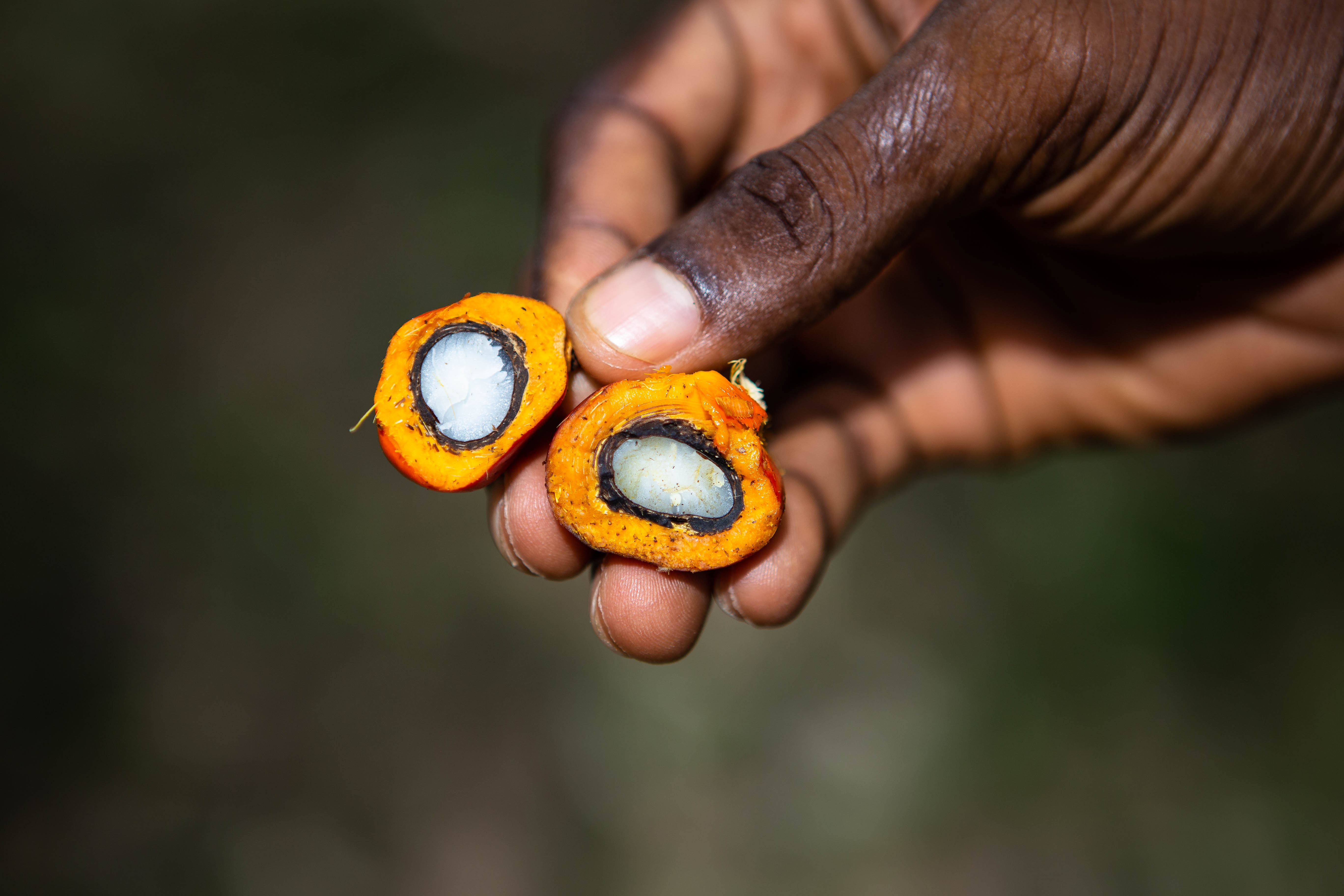 Hand holding two halves of a palm fruit seed
